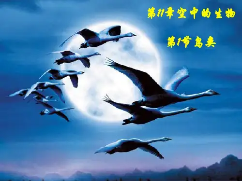 鸟类PPT课件3