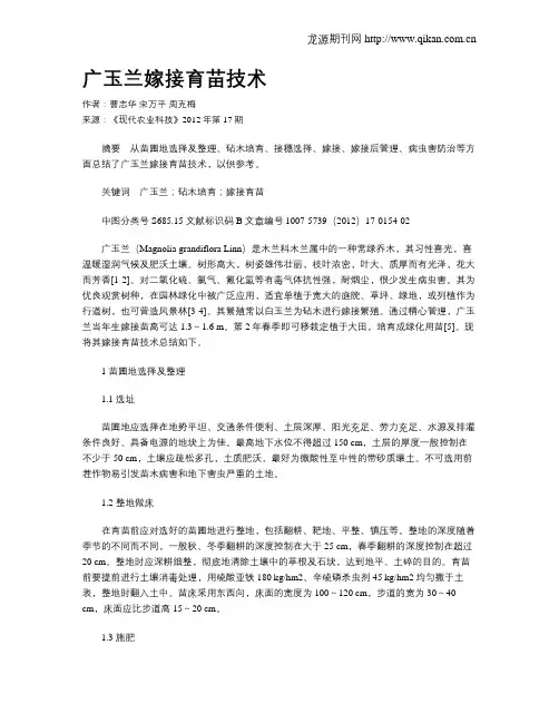 广玉兰嫁接育苗技术