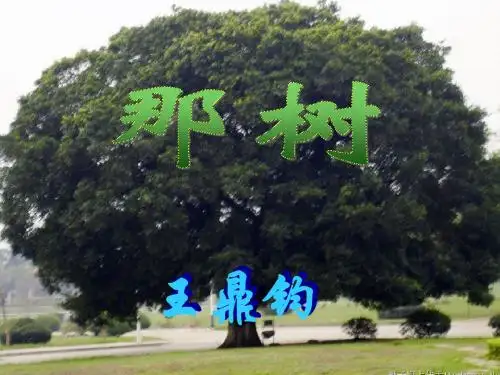 10.那树 (共43张PPT)