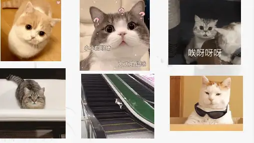 第16课《猫》课件(共25张ppt)  2023-2024学年统编版语文七年级上册