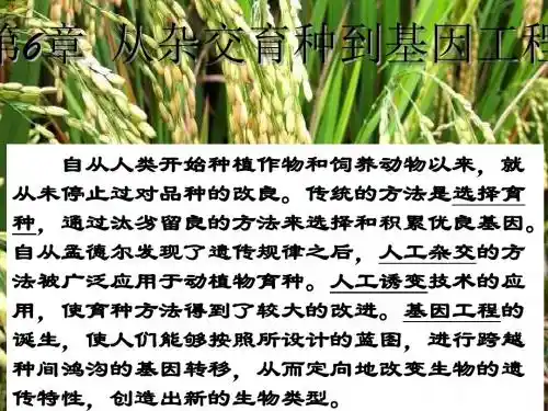 杂交育种与诱变育种ppt12 人教课标版