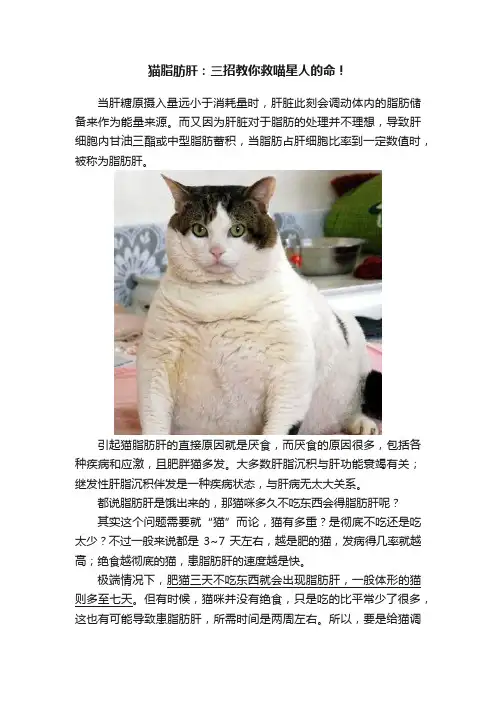 猫脂肪肝：三招教你救喵星人的命！