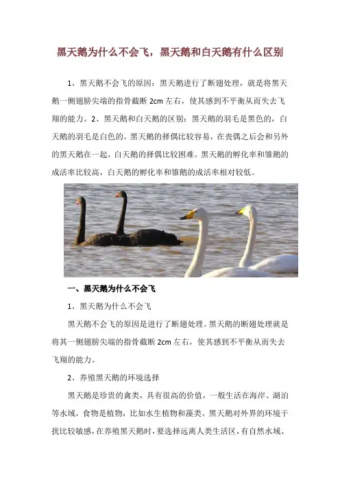 黑天鹅为什么不会飞,黑天鹅和白天鹅有什么区别