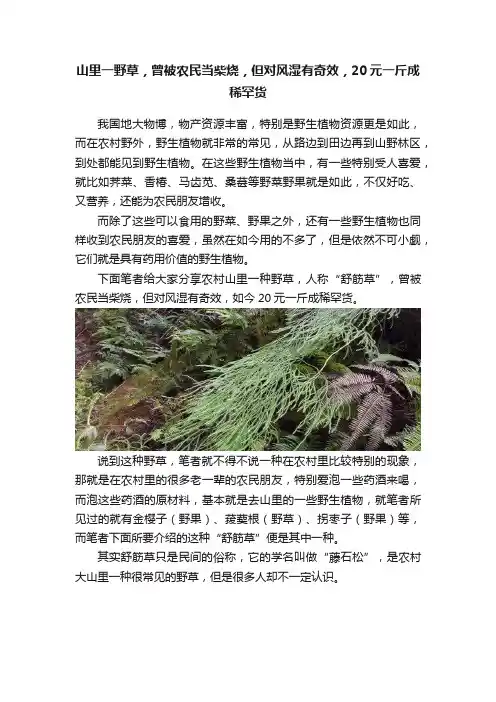 山里一野草，曾被农民当柴烧，但对风湿有奇效，20元一斤成稀罕货