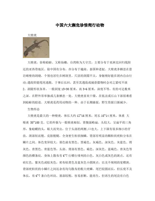 中国六大濒危珍惜爬行动物