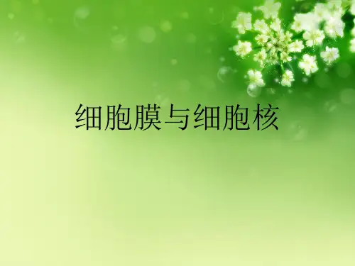 细胞膜与细胞核优秀课件