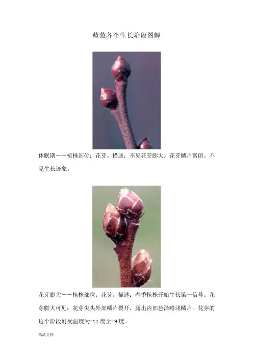 新版蓝莓各个生长阶段图解课件.doc