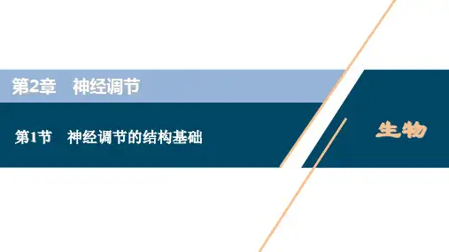 高中生物新人教版选择性必修1神经调节的结构基础课件(33张)