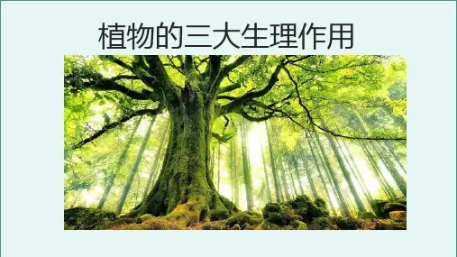 生物中考复习课件：植物的三大生理作用(共28张PPT)