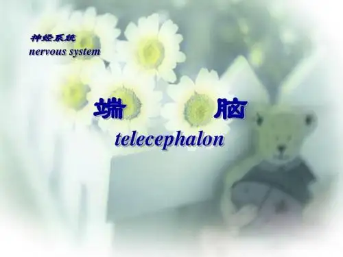 端     脑
