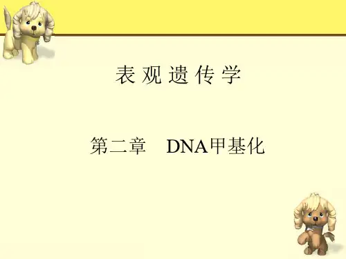 DNA甲基化