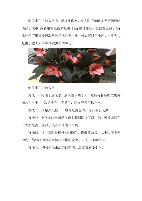 消灭小飞虫的方法