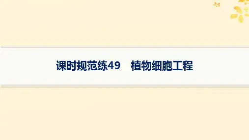 2025届高考生物一轮总复习第10单元生物技术与工程课时规范练49植物细胞工程