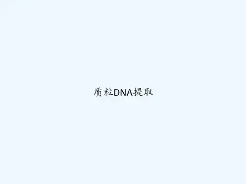质粒DNA提取 PPT