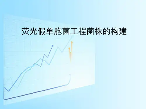 荧光假单胞菌工程菌株的构建