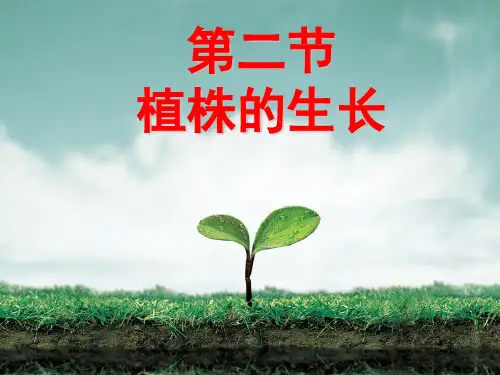 植株的生长(新人教版)(课堂PPT)