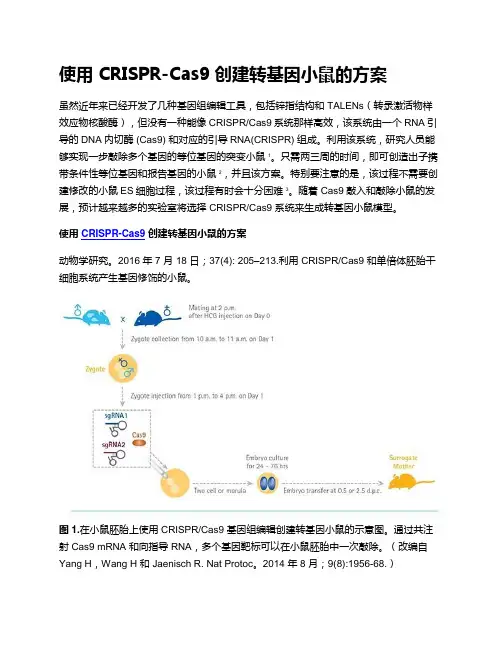 使用 CRISPR-Cas9 创建转基因小鼠的方案