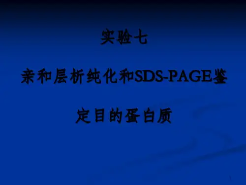 实验七  亲和层析纯化和SDS-PAGE鉴定目的蛋白质(GST、SDS-PAGE