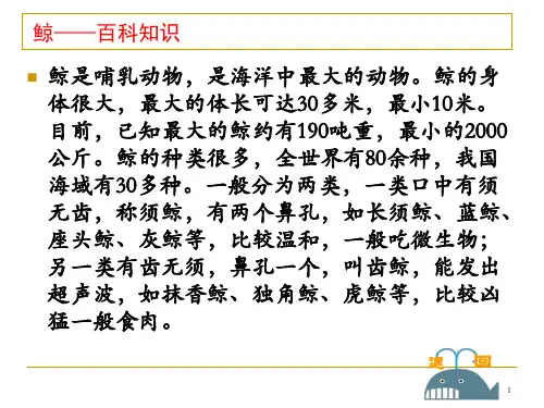 鲸PPT课件