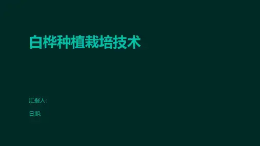 白桦种植栽培技术