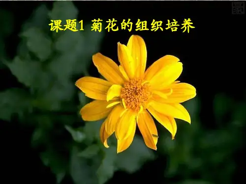 3.1《菊花的组织培养》课件(新人教版选修1)
