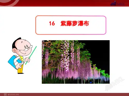 七年级语文上册16 紫藤萝瀑布教学课件