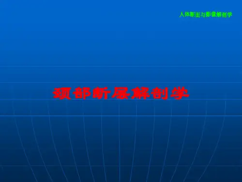 颈部断层解剖学培训课件