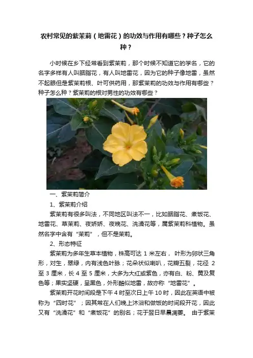 农村常见的紫茉莉（地雷花）的功效与作用有哪些？种子怎么种？