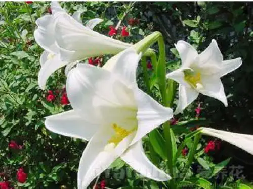 28.《心田上的百合花》课件