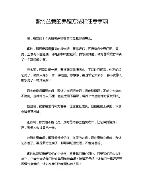 紫竹盆栽的养殖方法和注意事项