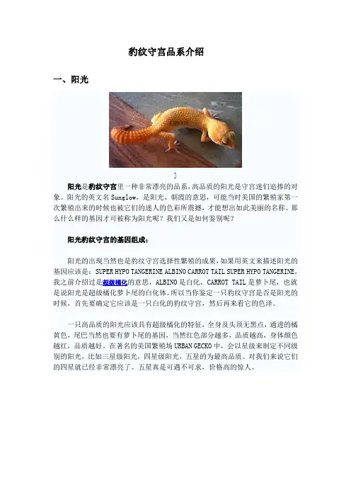 豹纹守宫品系介绍