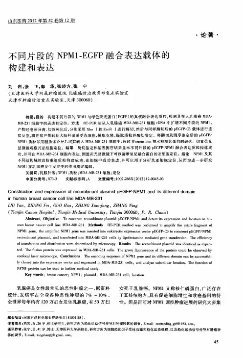 不同片段的NPM1-EGFP融合表达载体的构建和表达
