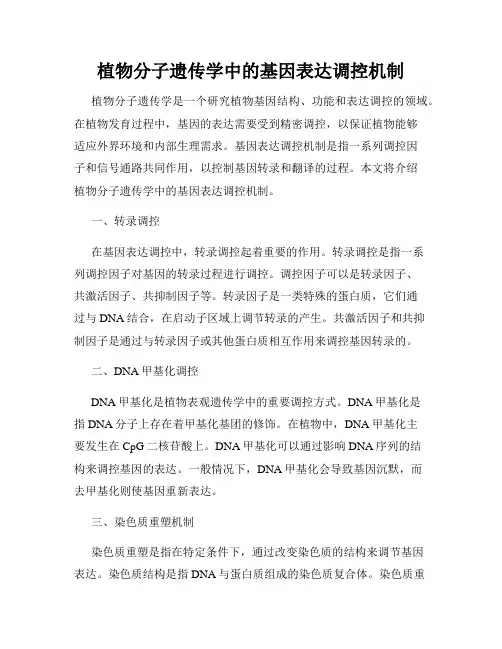 植物分子遗传学中的基因表达调控机制