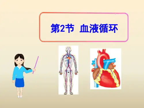 《血液循环》PPT