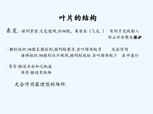 光合作用呼吸作用和蒸腾作用 ppt课件