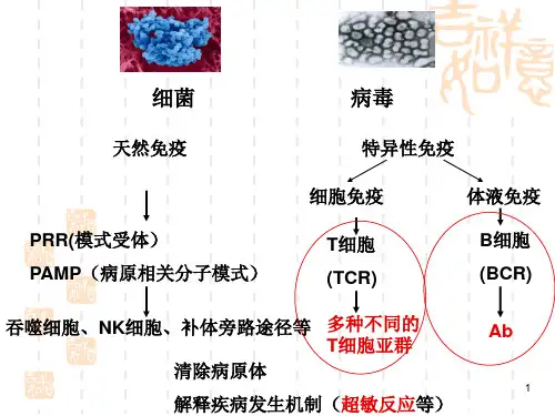 医学免疫学课件 MHC