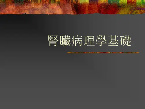 肾脏病理学基础