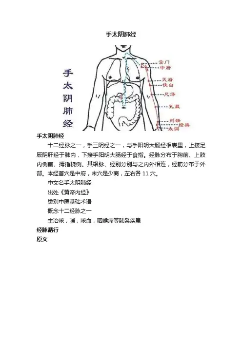 手太阴肺经
