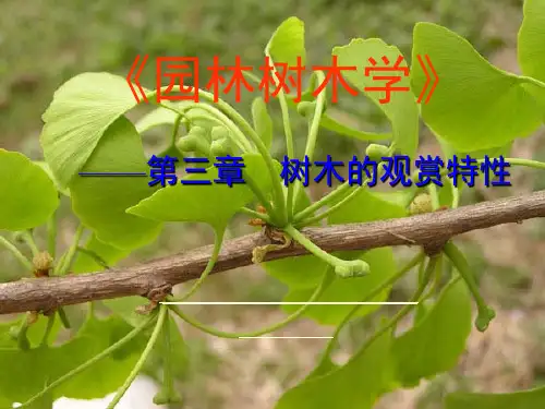 园林树木的观赏特性
