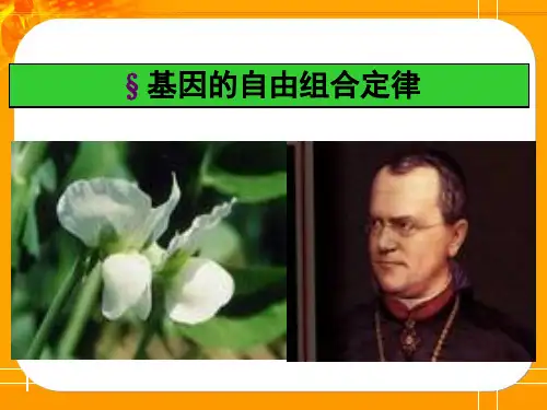 3.2 基因的自由组合定律
