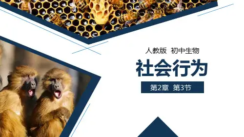 《社会行为》PPT精品课件