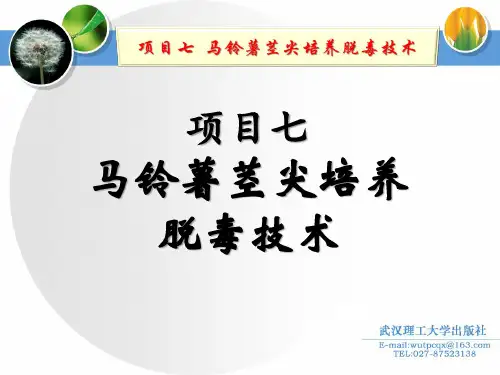 20.项目七  马铃薯茎尖培养脱毒技术