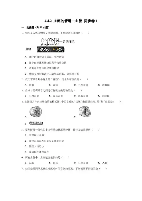 人教版生物七年级下册 血流的管道—血管