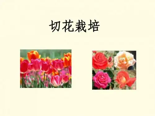 切花栽培
