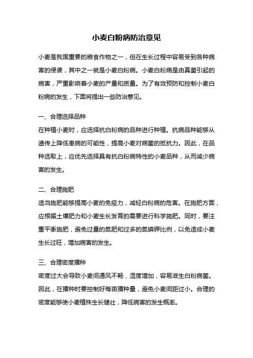 小麦白粉病防治意见