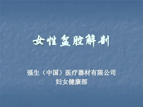 女性盆底解剖