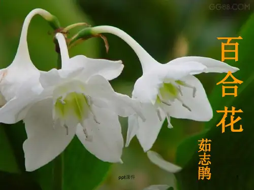 《百合花》  ppt课件