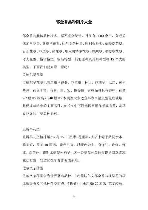 郁金香品种图片大全
