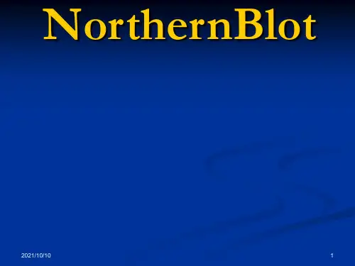 Northern-Blot印迹杂交