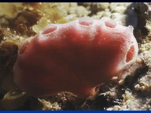 1-海绵动物-简化